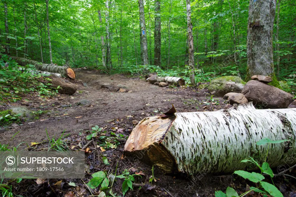 Low impact trail work - Freshly cut blowdown along the Mt Kinsman Trail in the White Mountains, New Hampshire USA