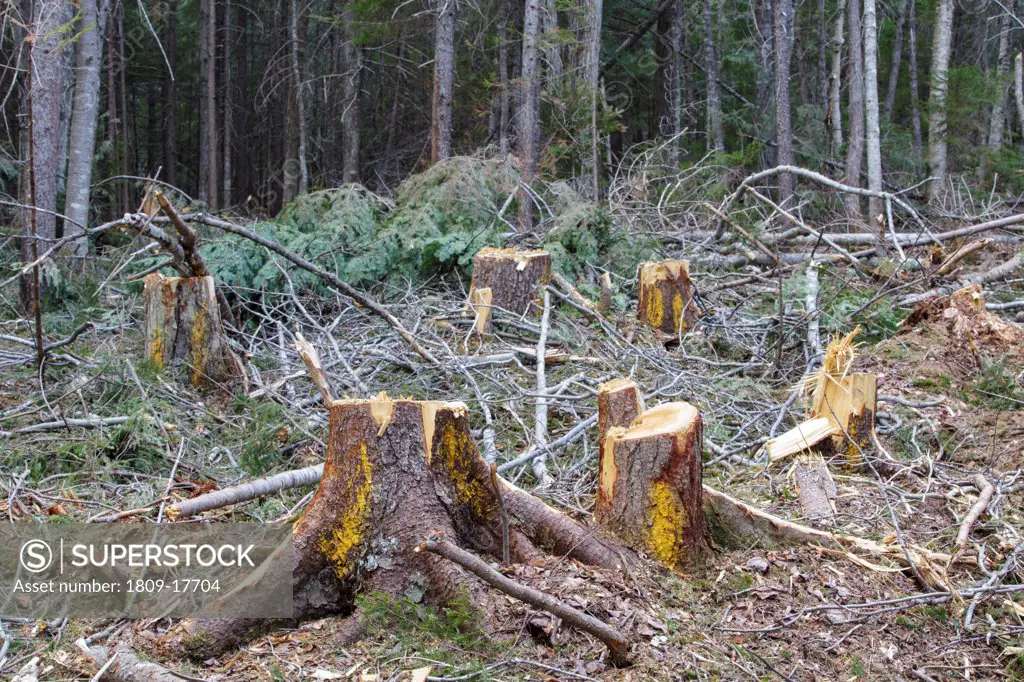 Unit 36 of the Kanc 7 Timber Harvest Project  during the spring months in the White Mountains of New Hampshire. Signs of the timber harvest project are visible when traveling along the Kancamagus Scenic Byway (route 112)