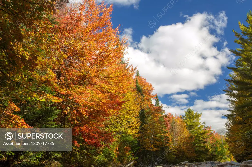 Gale River Forest - Autumn foliage along the Gale River in the White Mountain, New Hampshire USA