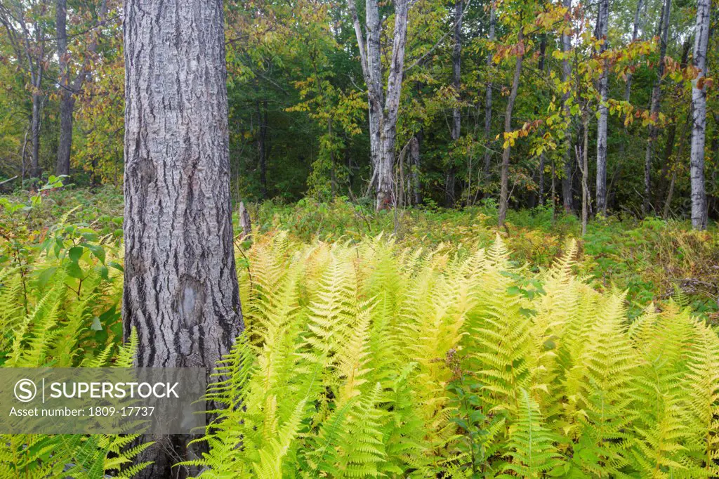 Quaking Aspen - (Populus tremuloides) - stand during the autumn months surrounded by ferns in Livermore, New Hampshire USA