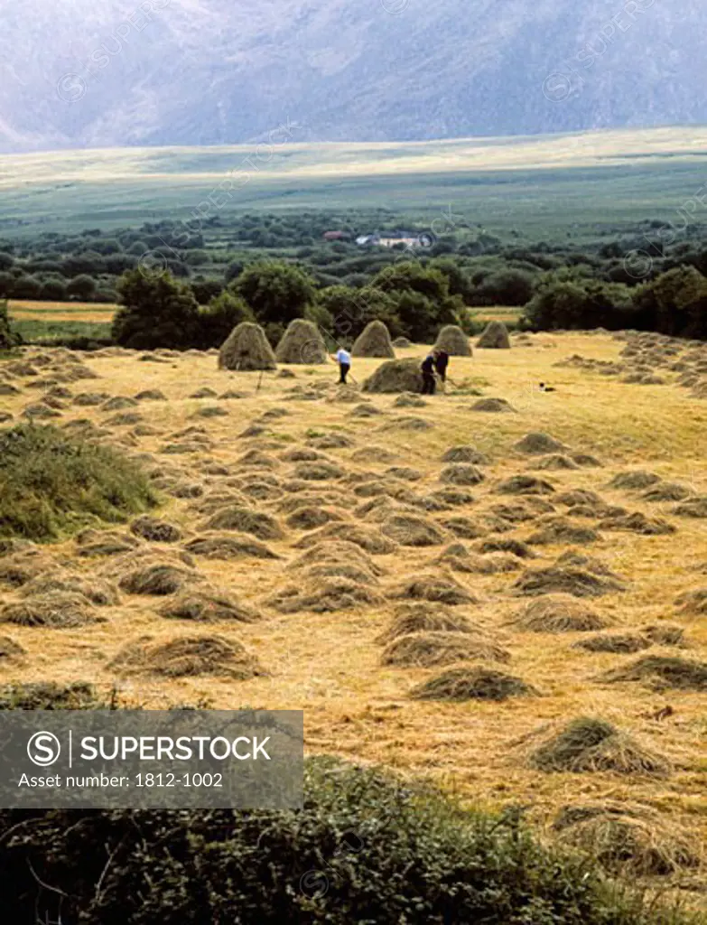 Haymaking, Near Mount Brandon, Dingle Peninsula, Co Kerry, Ireland