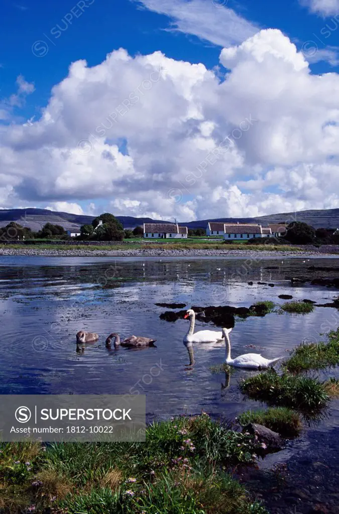 Ballyvaughan, County Clare, Ireland, Swans swimming in bay