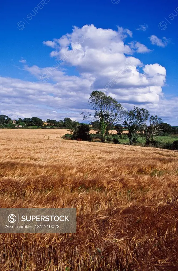 Dunbrody, County Wexford, Ireland, Field of wheat