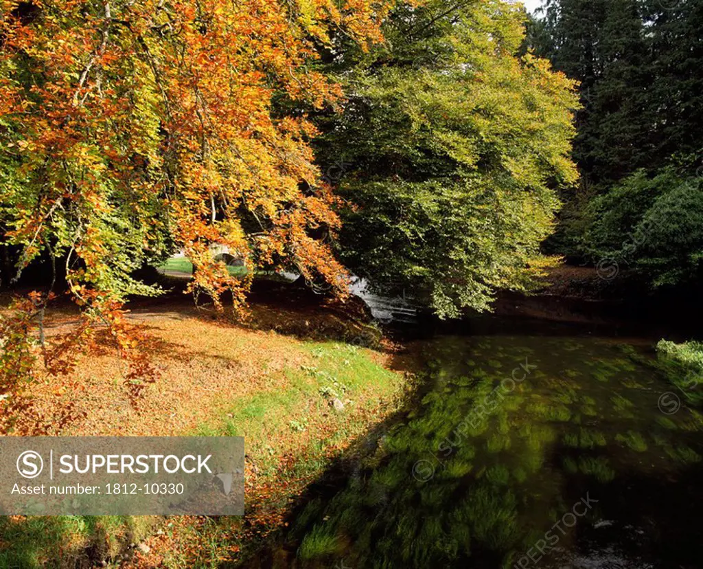 Camcor River, Autumn, Birr Castle, Co Offaly, Ireland