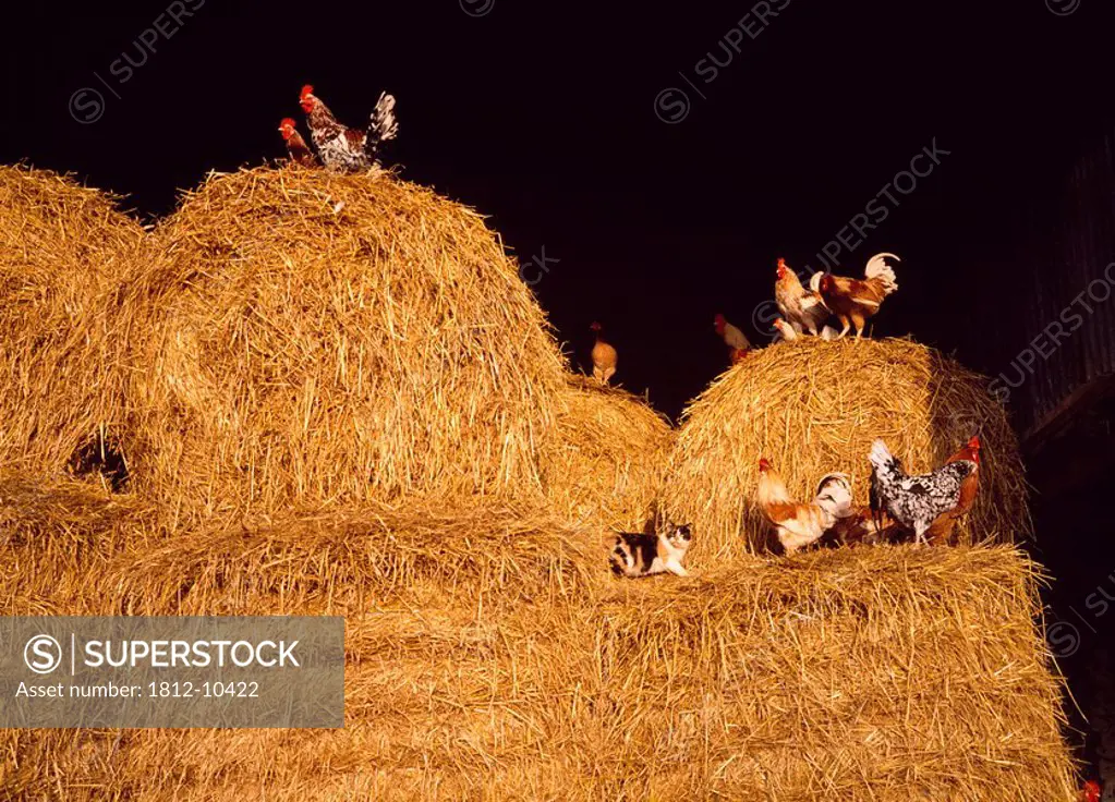 Agriculture, Hay and Poultry,