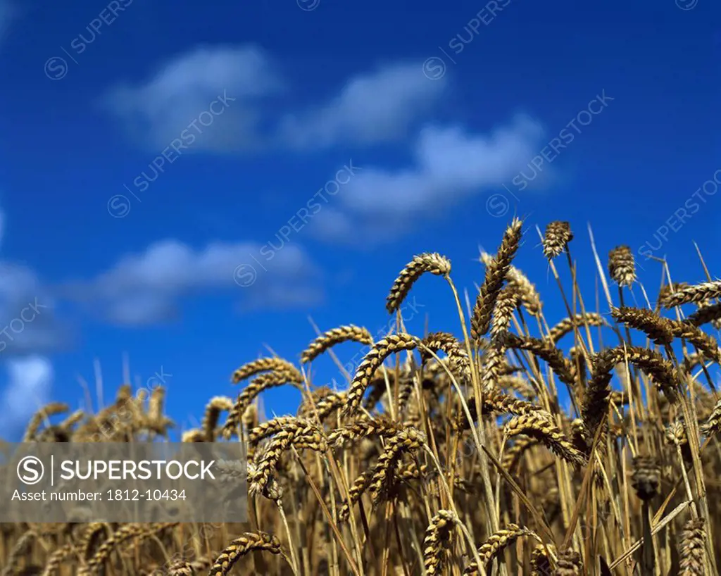 Wheat, North County, Dublin,