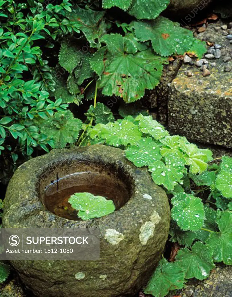Stone pot and Alchemilla Mollis, Butterstream Gardens, Co Meath, Ireland