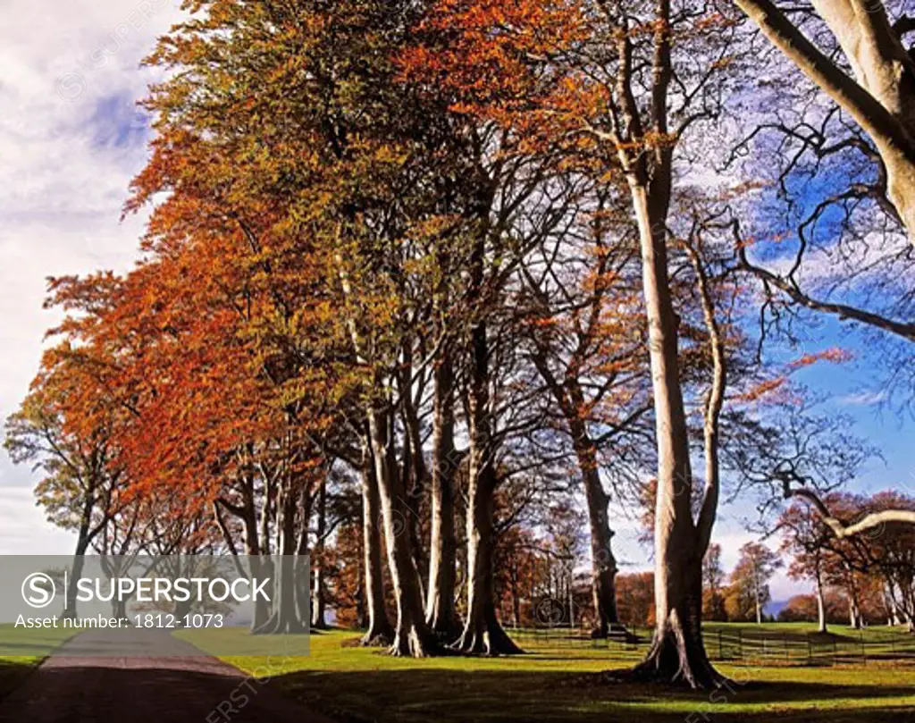Beech Trees on Entrance Avenue, Powerscourt House & Gardens, Co Wicklow, Ireland