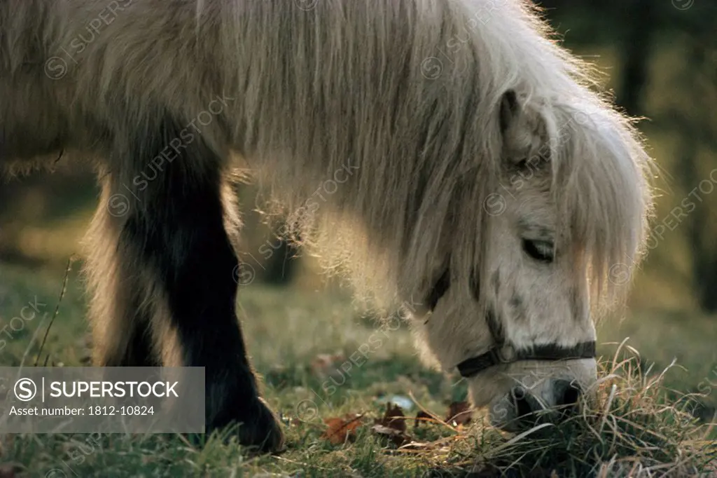 Horses Shetland Pony