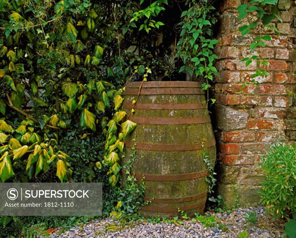 Old Water Butt & Ivy, Ram House Garden, Co Wexford, Ireland