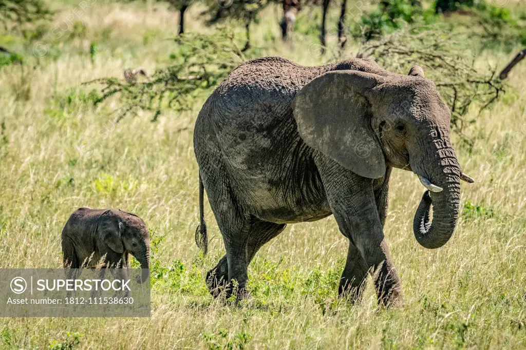 Calf follows African bush elephant (Loxodonta africana) across grassland, Klein's Camp, Serengeti National Park; Tanzania