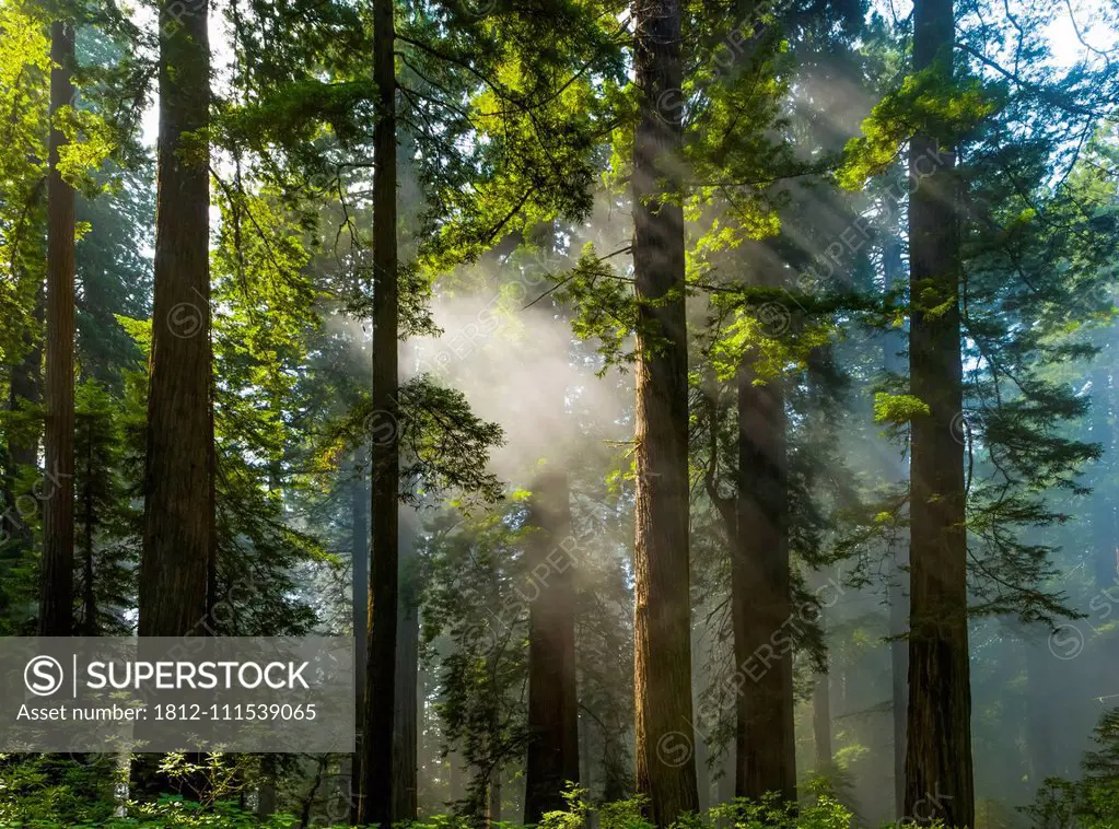 Sun rays on the forest in the California Redwoods; California, United States of America