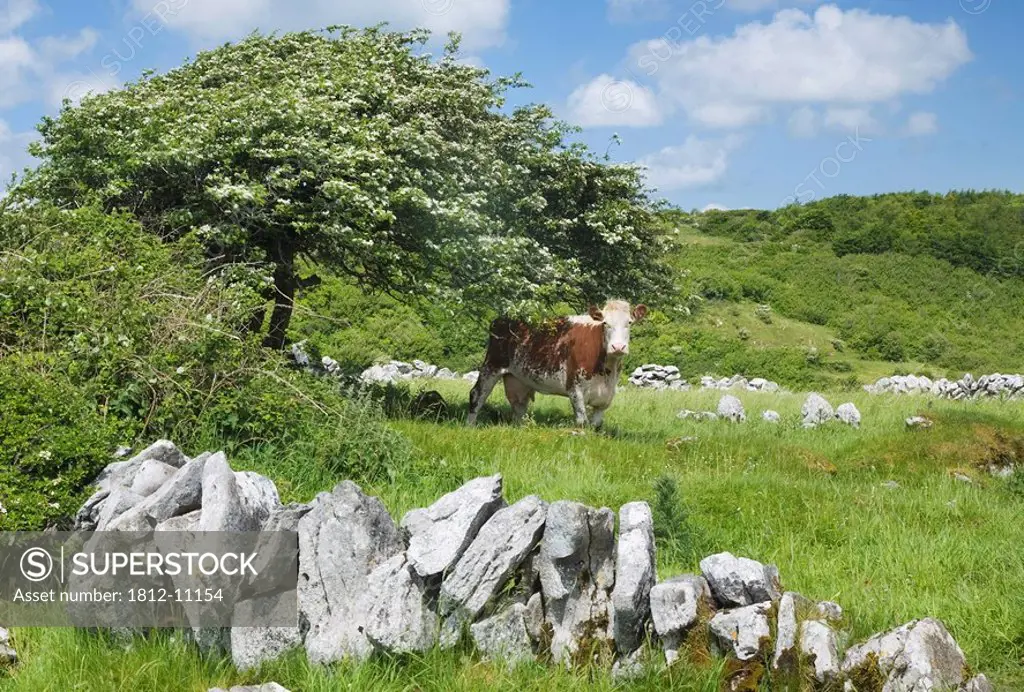 Cow looking out from under a hawthorn tree, County Clare, Ireland