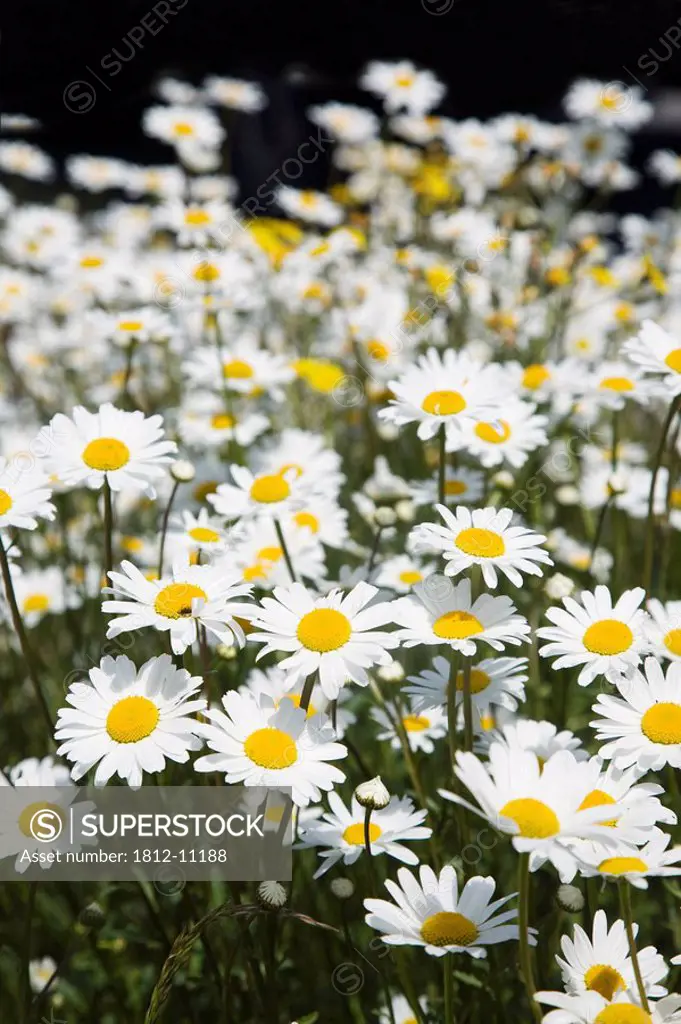 Meadow of ox_eye daisies, County Clare, Ireland