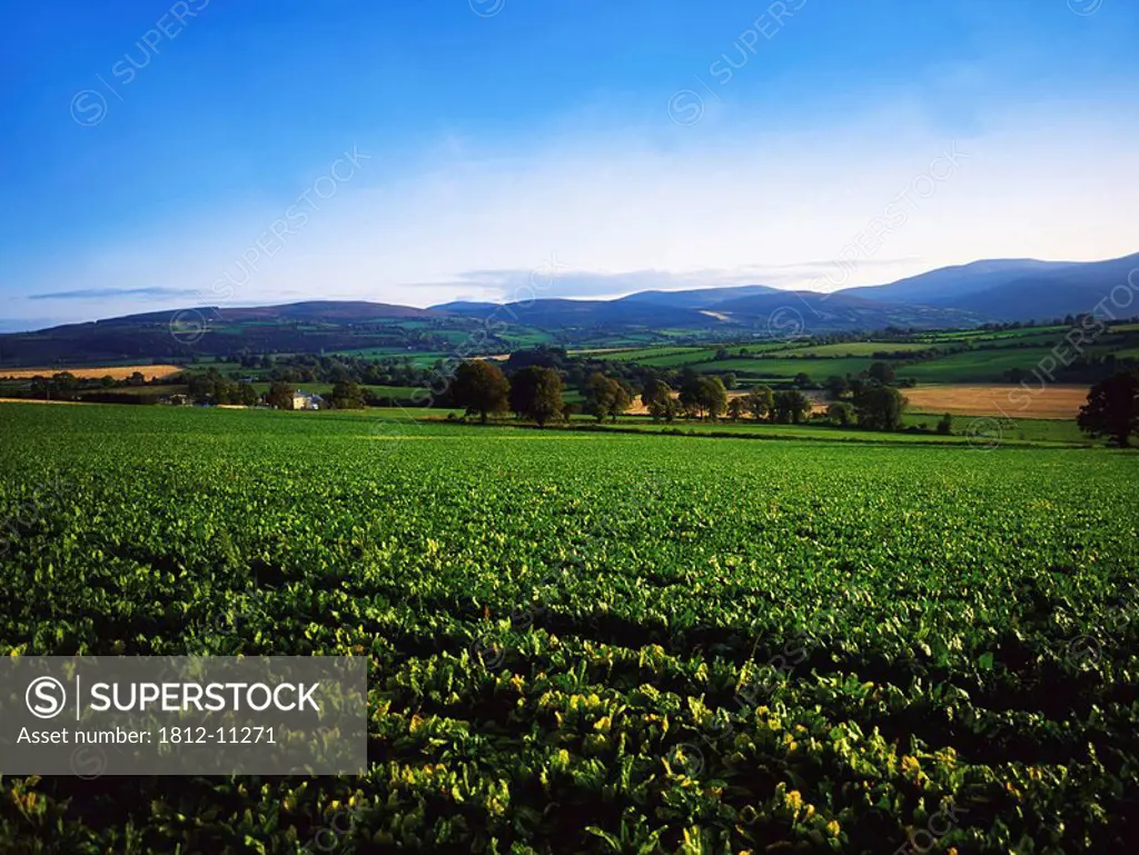 County Tipperary, Ireland, Field of Sugar beet near Clonmel