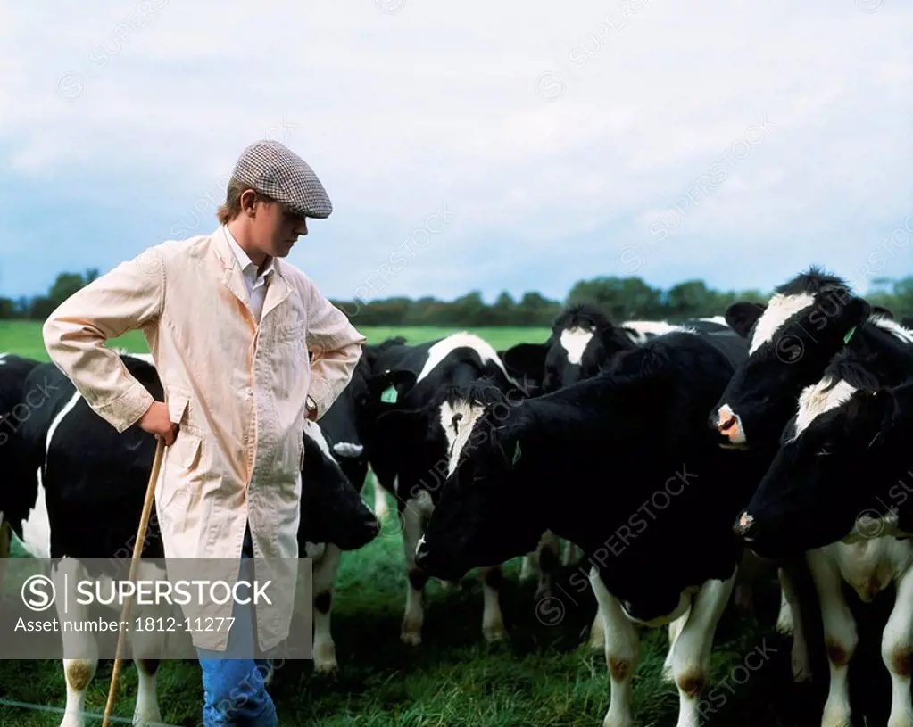 Farmer with Friesian Cows, Ireland