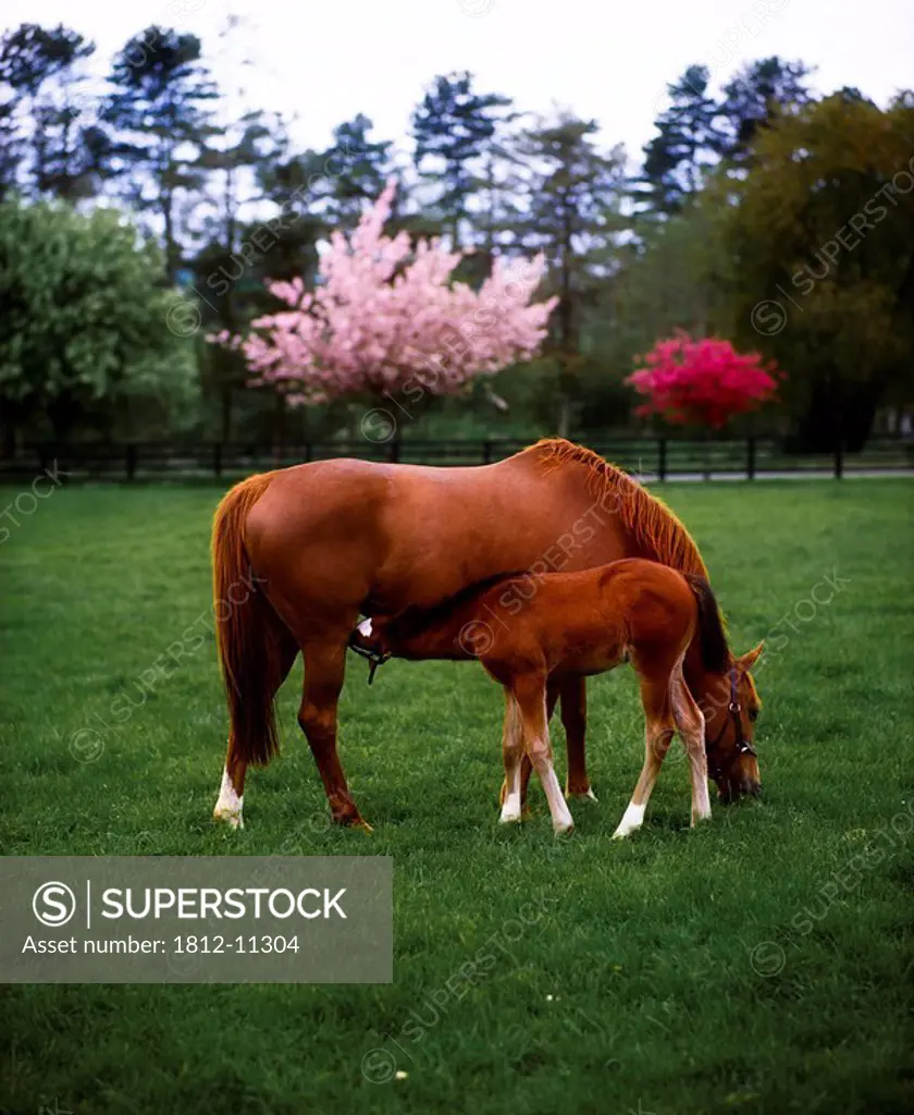 Thoroughbred Horses, Mare and Foal