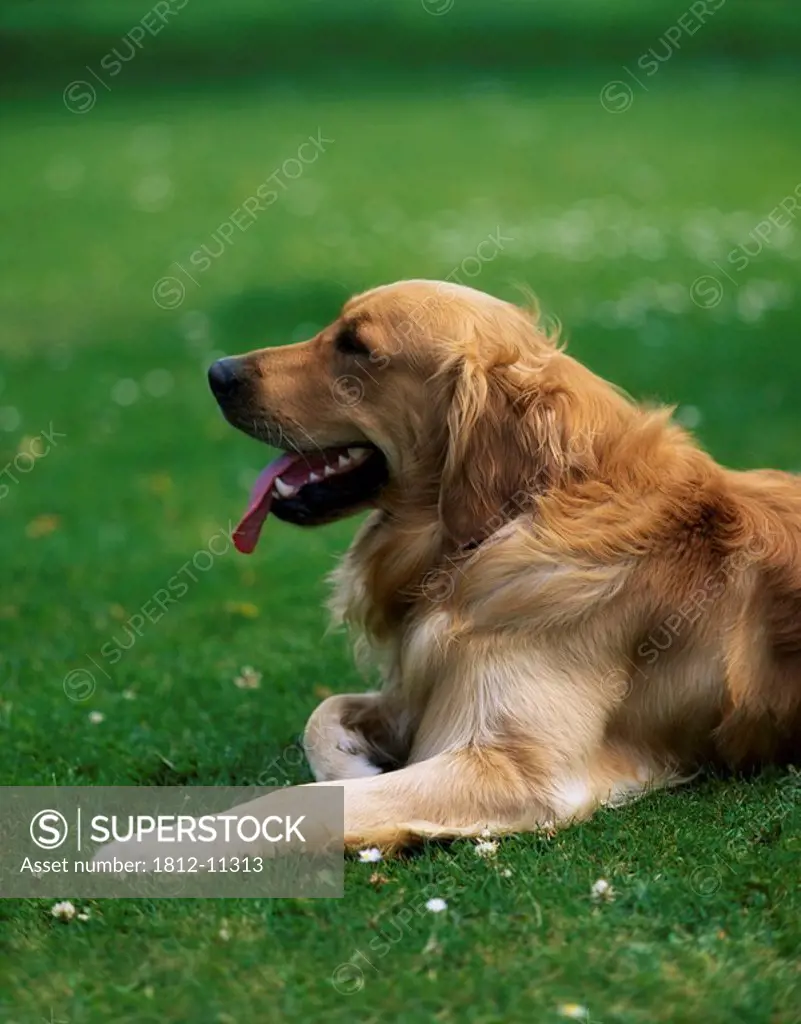 Golden Retriever, Dog laying in the grass