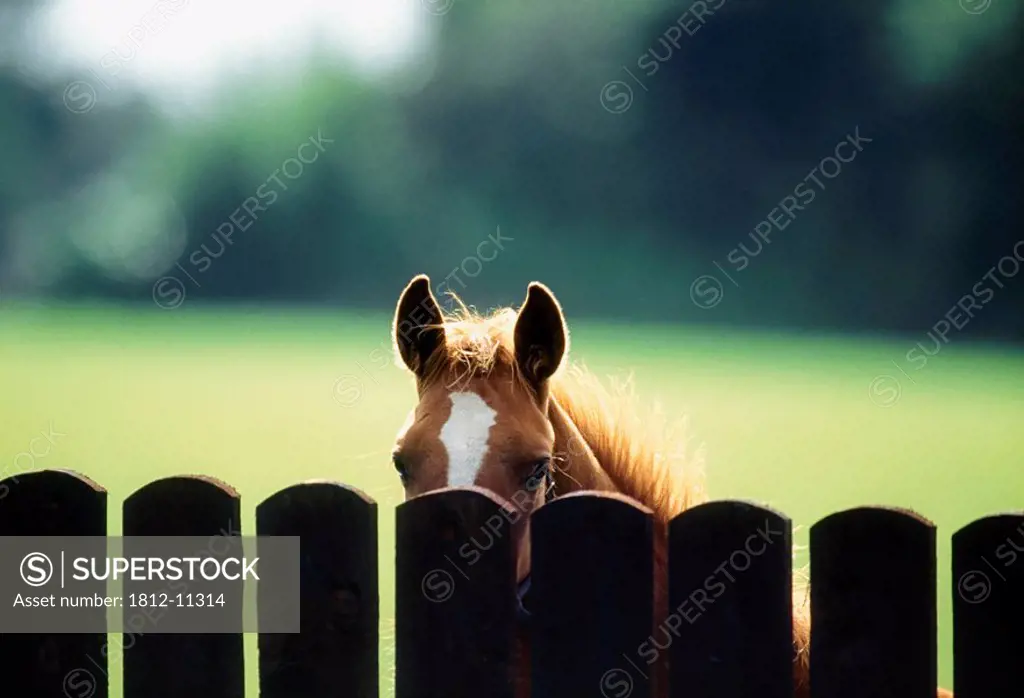 Thoroughbred Horses, Foal Looking Over Fence