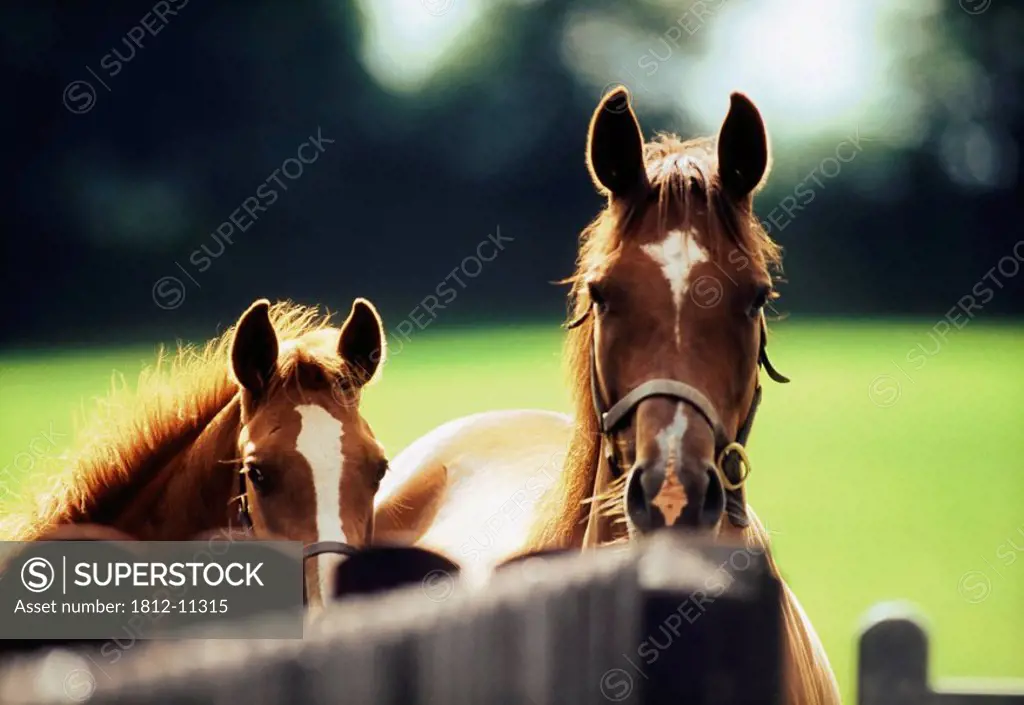 Thoroughbred Horses, Mare And Foal
