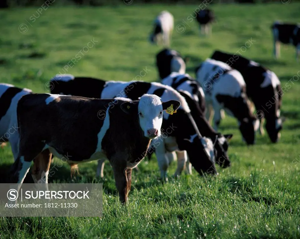 Livestock, Fresian Calves