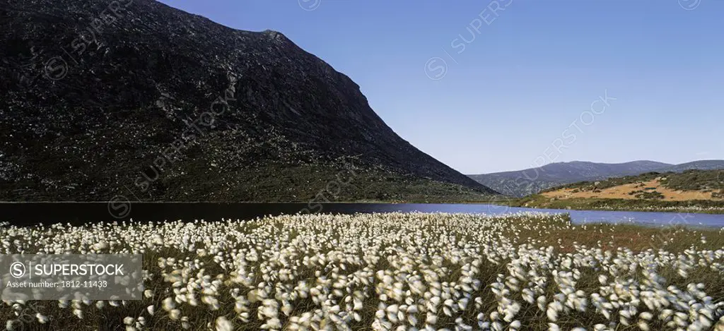 Field Near A Lake, Blue Lough, Mountains Of Mourne, County Down, Northern Ireland