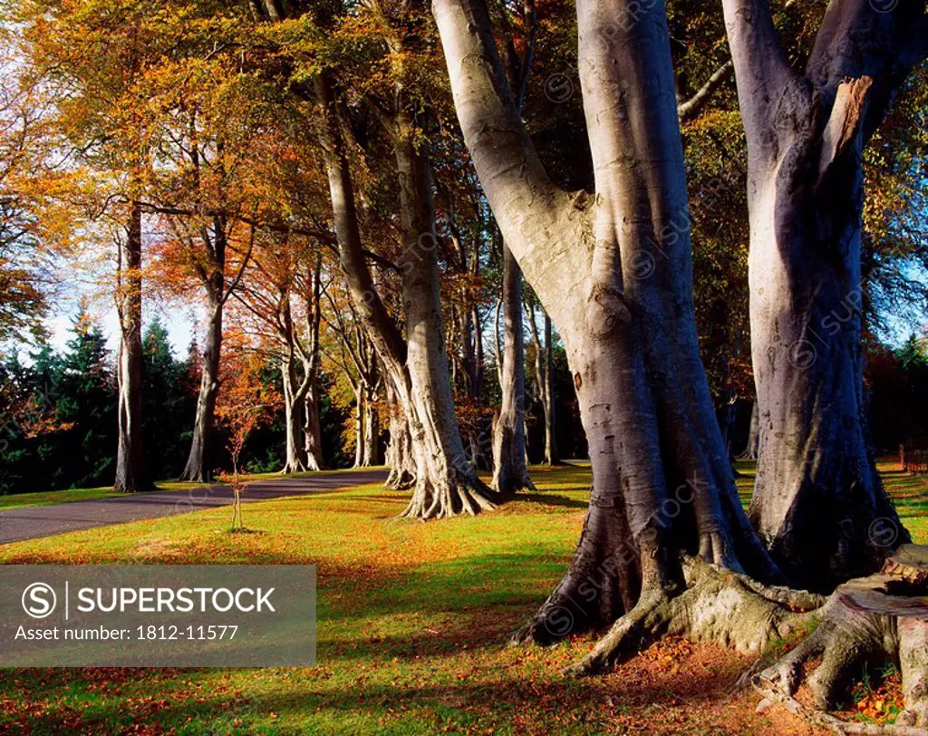 Powerscourt Gardens Co Wicklow, Beech Trees _ Entrance Drive, Autumn