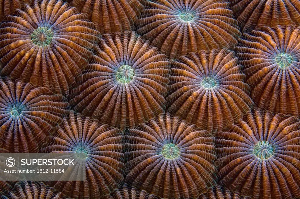Underwater View Of Round Coral