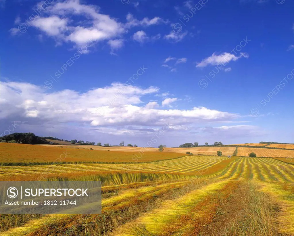 Panoramic View Of A Field Of Flax, Seaforde, County Down, Northern Ireland
