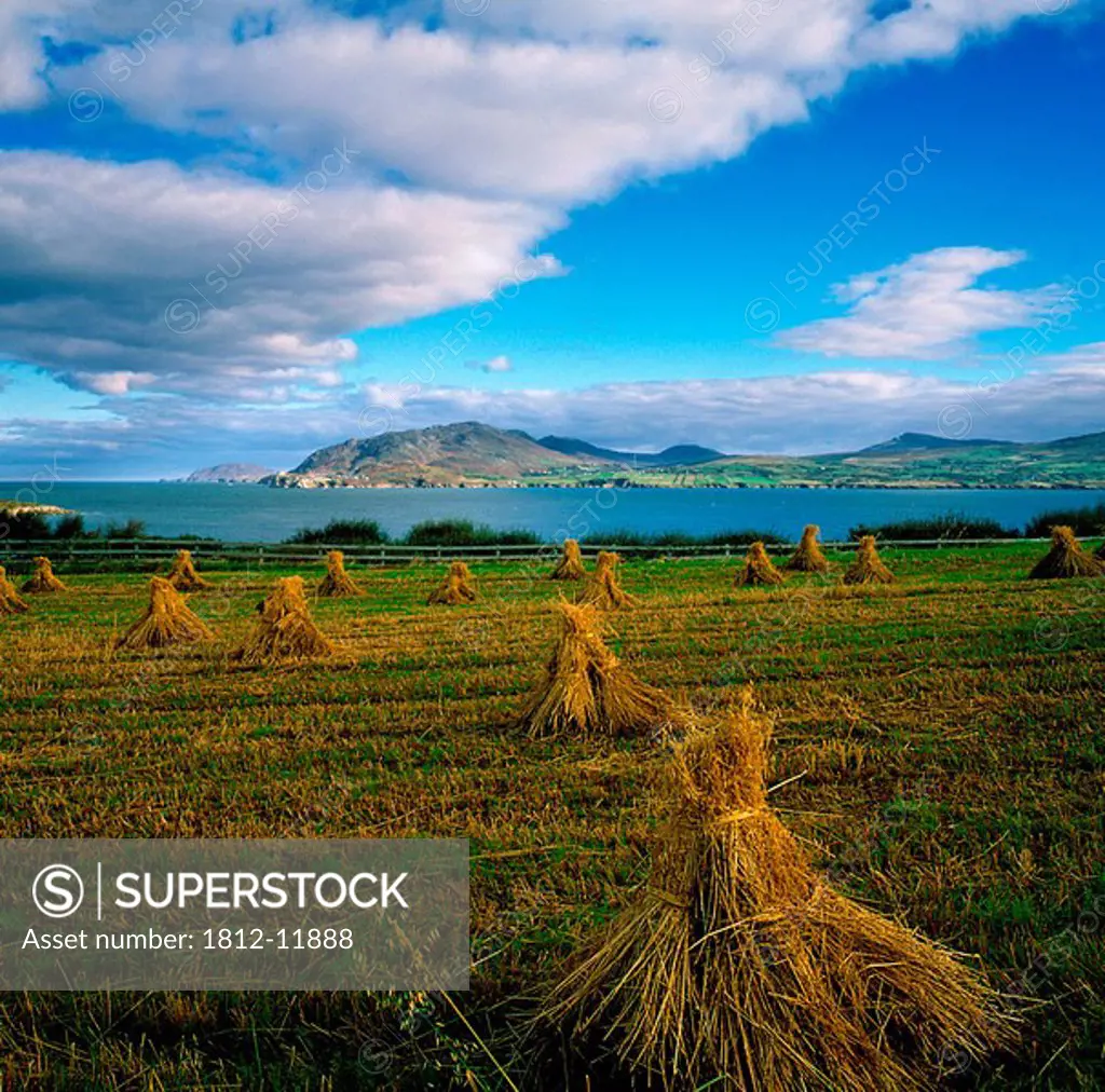 Hay Bales In A Field, Ireland