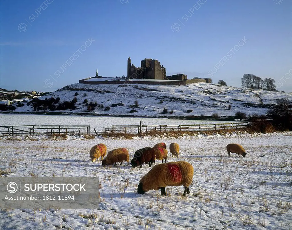 Sheep On A Snow Covered Landscape In Front Of A Castle, Rock Of Castle, Castle, County Tipperary, Republic Of Ireland