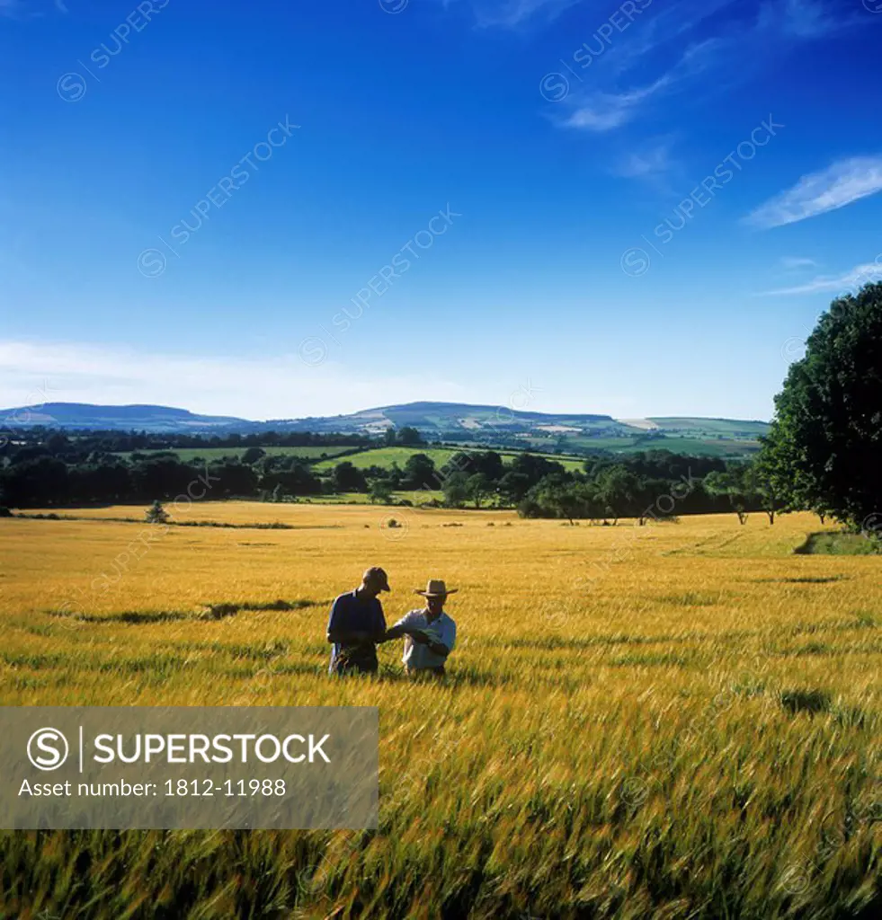 Two Farmers Checking Wheat In A Field, Bunclody, County Wexford, Republic Of Ireland