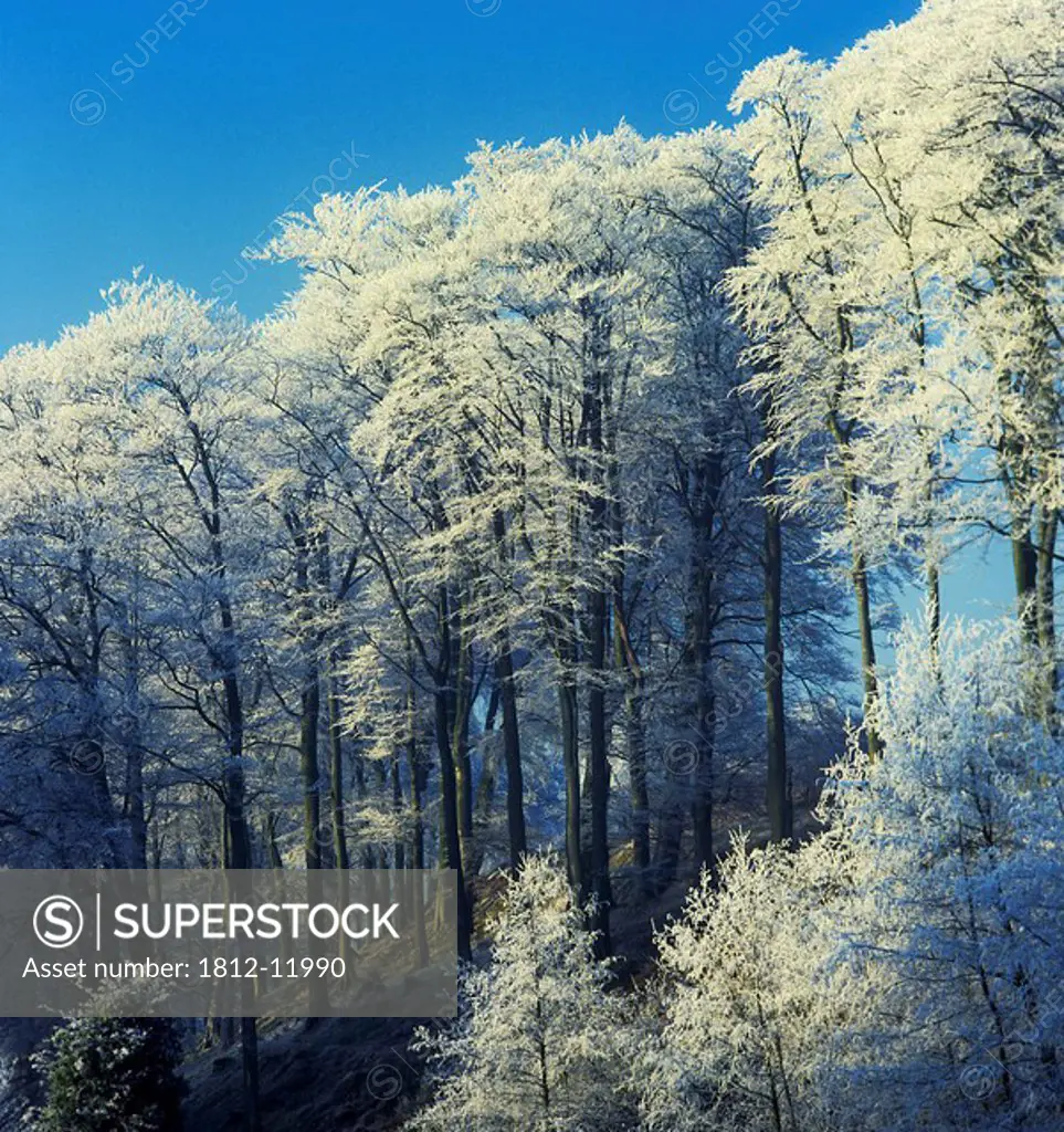 Snow Covered Trees In A Forest, County Antrim, Northern Ireland
