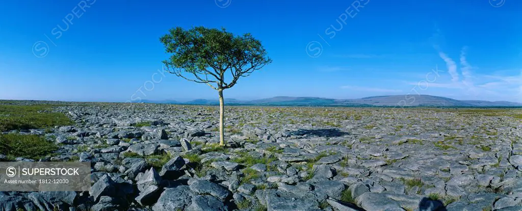 Tree On A Landscape, The Burren, County Clare, Republic Of Ireland