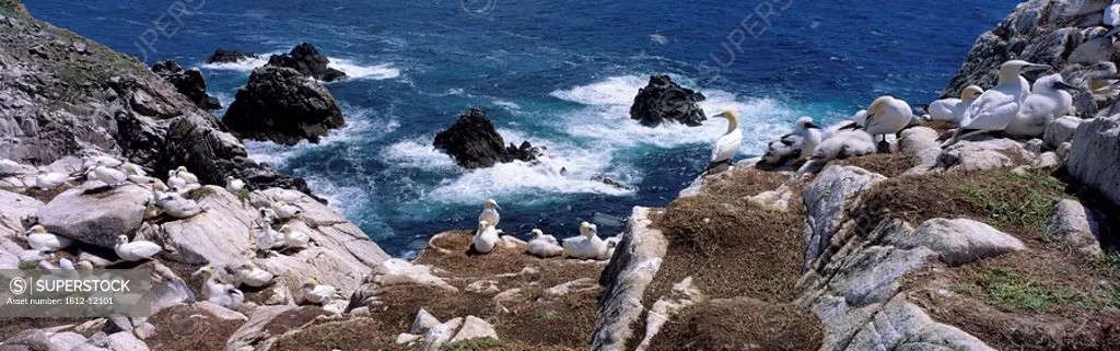 High Angle View Of Gannets, Gannet Colony, Saltee Islands, County Wexford, Republic Of Ireland