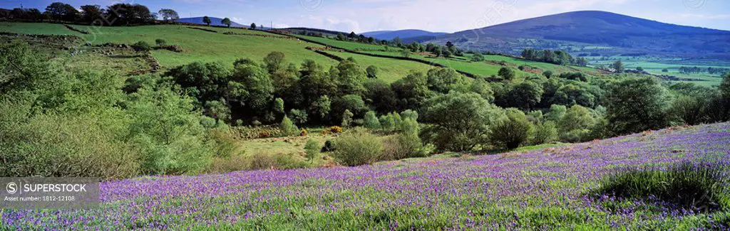 Bluebells In A Field, Sally Gap, County Wicklow, Republic Of Ireland
