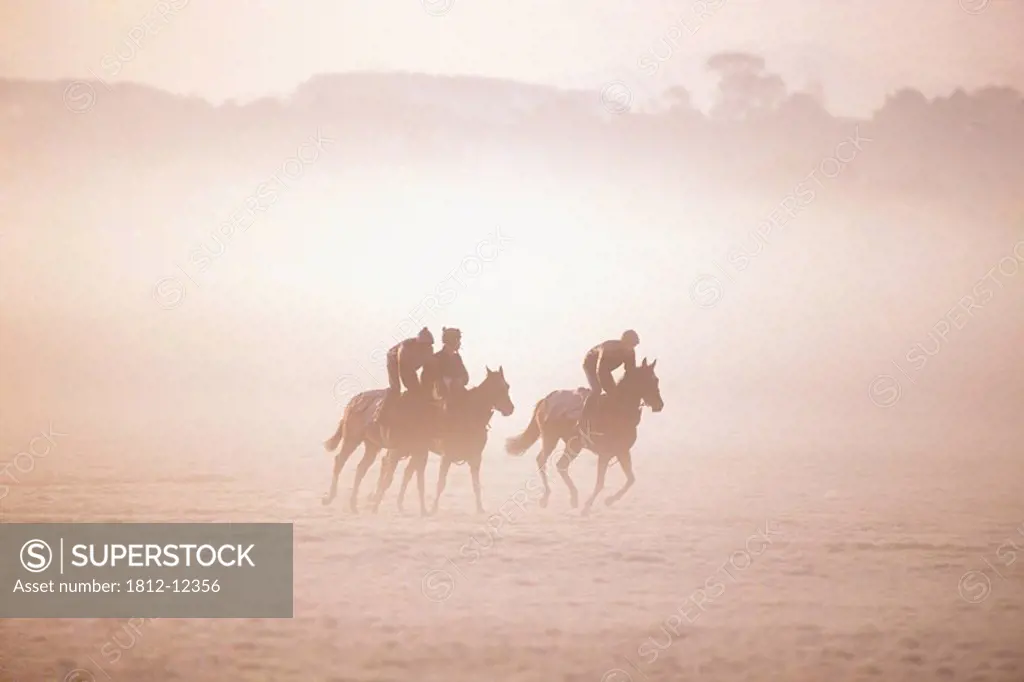 Thoroughbred Horses In Training, Curragh, Co Kildare, Ireland