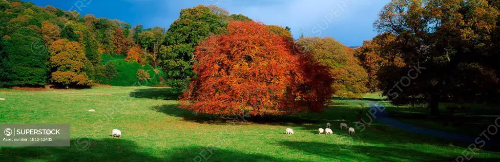 Beech Tree, Glendalough, Co Wicklow, Ireland