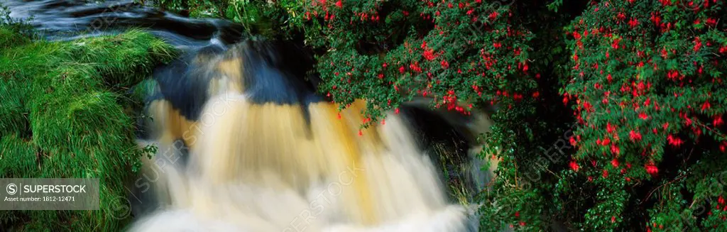 Waterfall And Fuschia, Ireland
