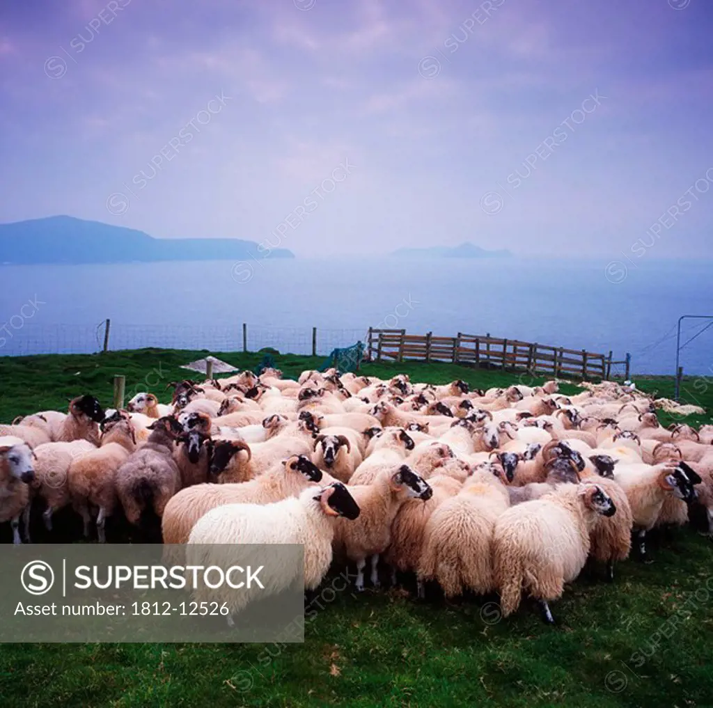 Herding Sheep, Inishtooskert, Blasket Islands,Co Kerry, Ireland