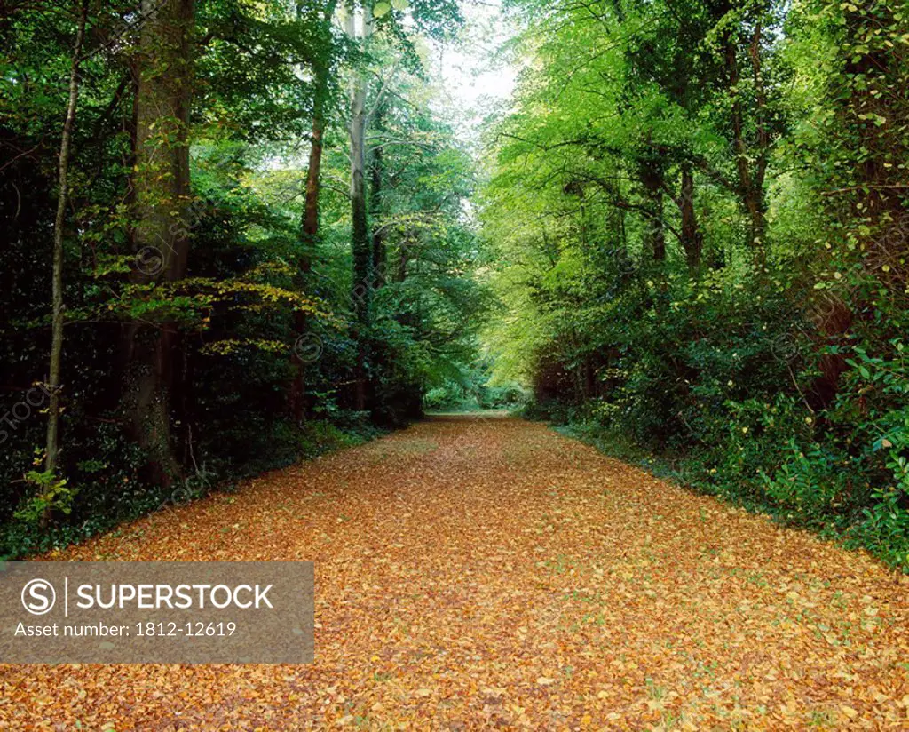 Forest Walk, Kilruddery, Bray, Co Wicklow, Ireland