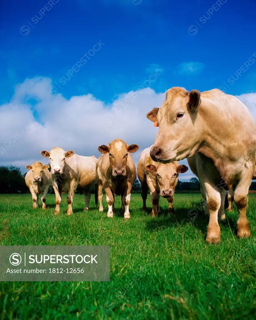 Cattle, Charolais
