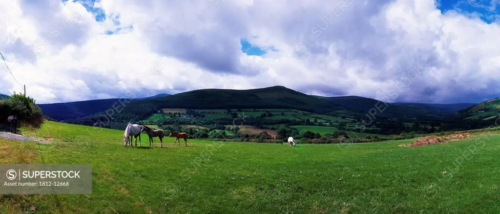 Near Enniskerry, Co Wicklow, Ireland, Horses