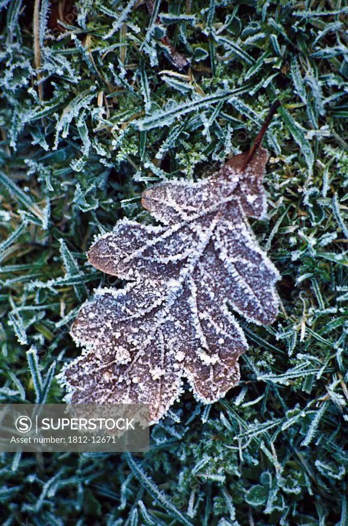Powerscourt Estate, County Wicklow, Ireland, Close_Up Of Frost On Leaf