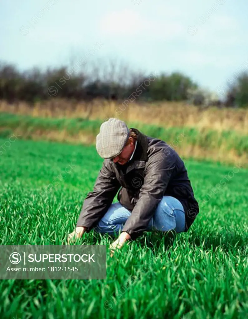 Farmer inspecting grass before ensilage