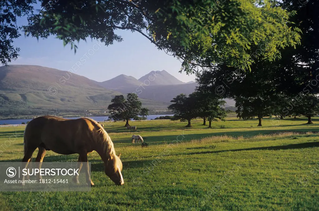 Horse Grazing On A Landscape, Killarney, County Kerry, Republic Of Ireland