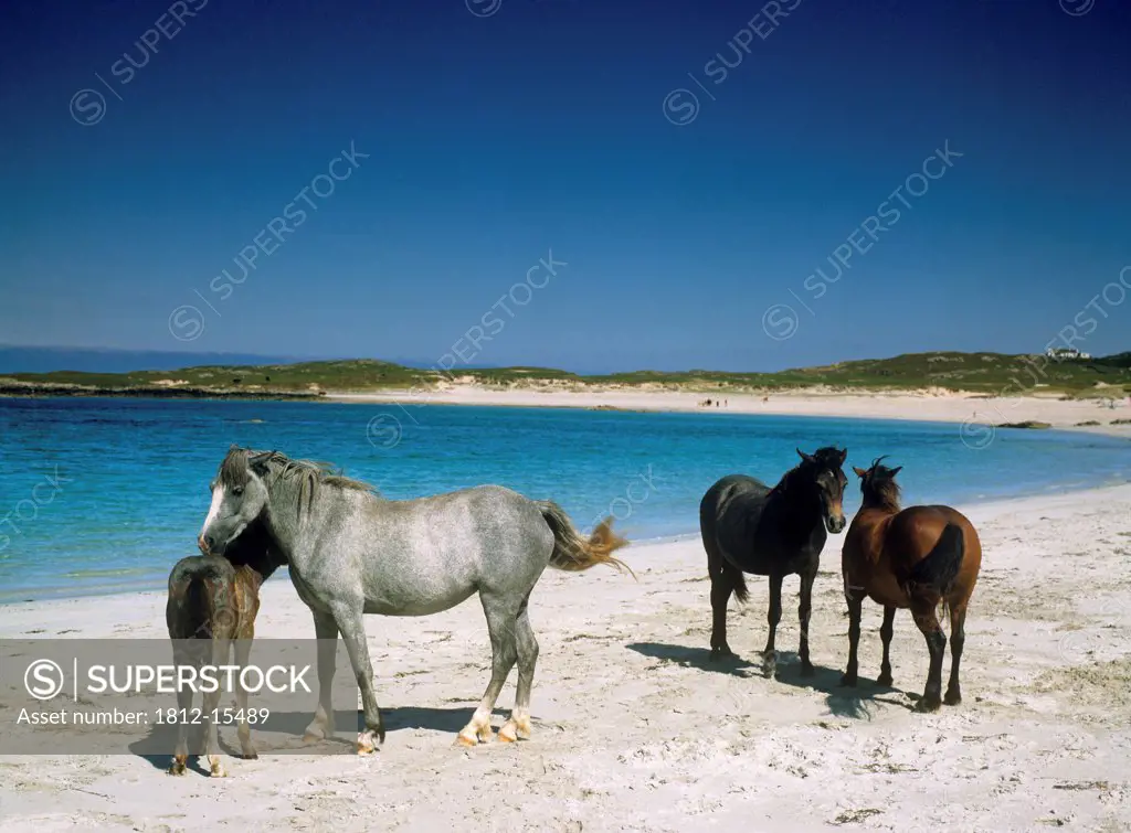 Four Connemara Ponies On The Beach, Connemara, Co. Galway, Republic Of Ireland