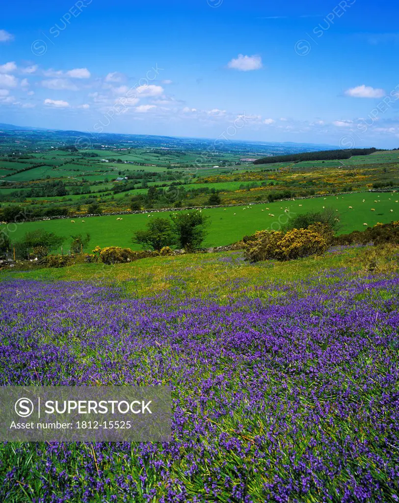 Bluebell Flowers On A Landscape, County Carlow, Republic Of Ireland
