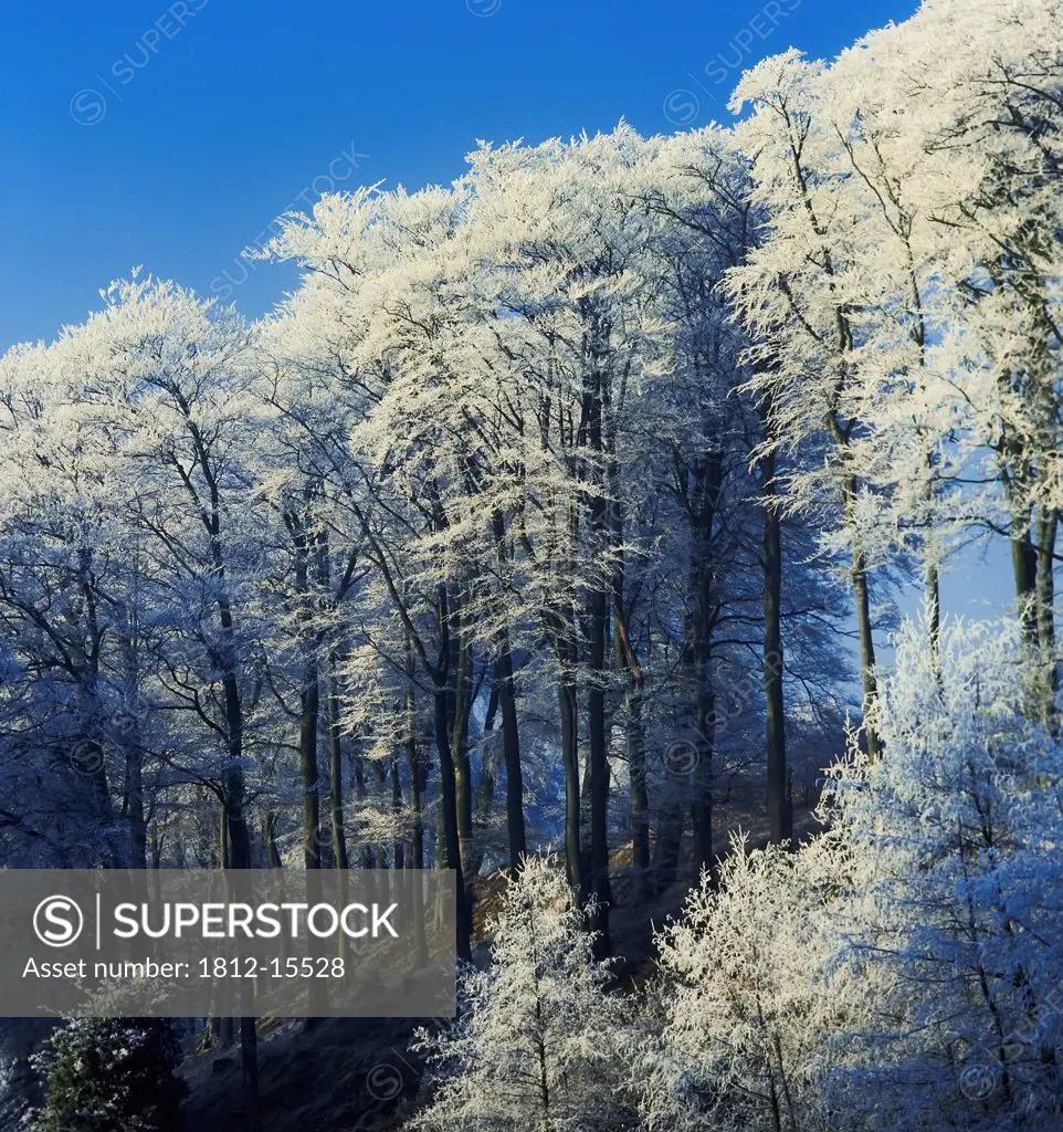 Snow Covered Trees In A Forest, County Antrim, Northern Ireland
