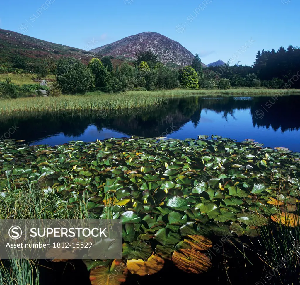 Water Lilies In A Lake, Silent Valley Reservoir, County Down, Northern Ireland